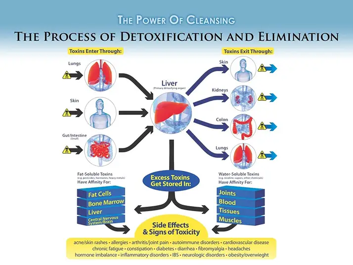 Chiropractic Ottawa ON Detox Graphic